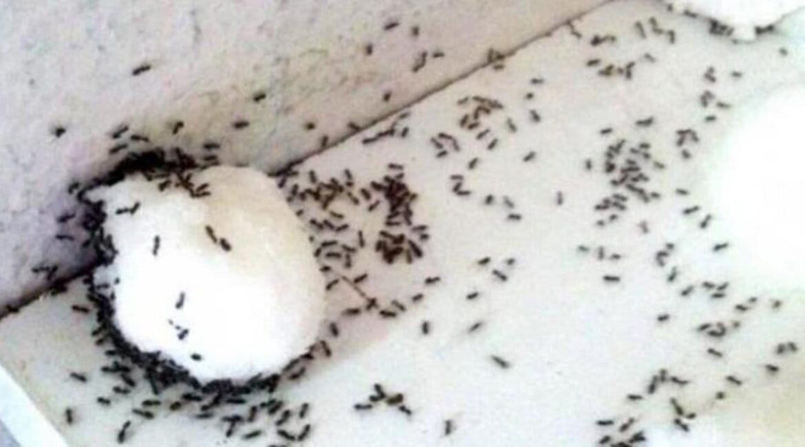 Est-ce que le vinaigre blanc tue les fourmis ?