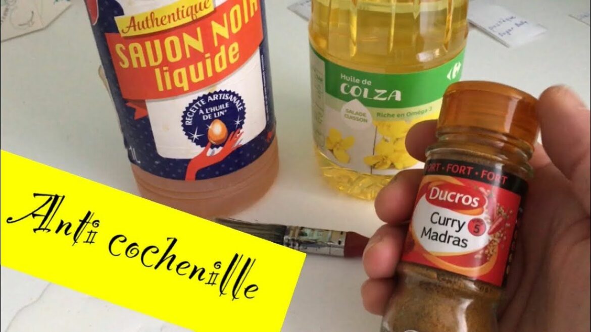 Est-ce que le vinaigre tue les cochenilles ?