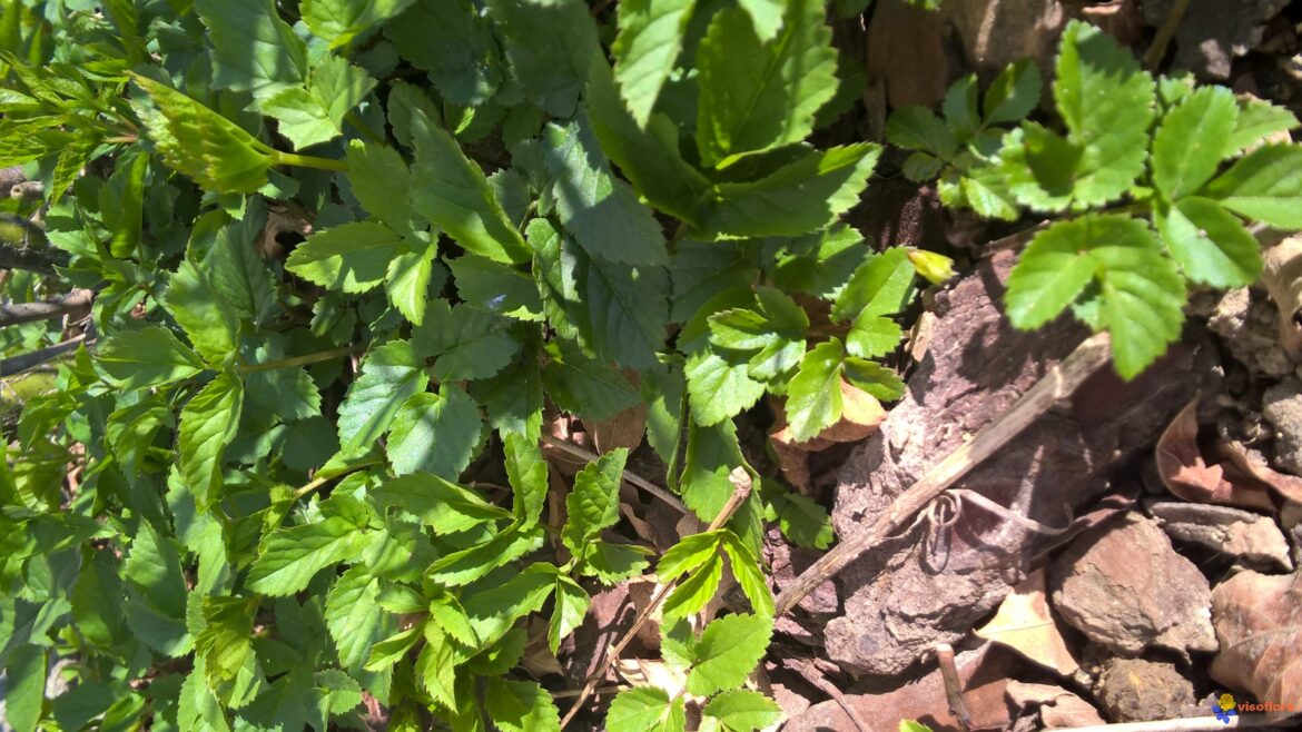 Est-ce que le vinaigre tue les plantes ?