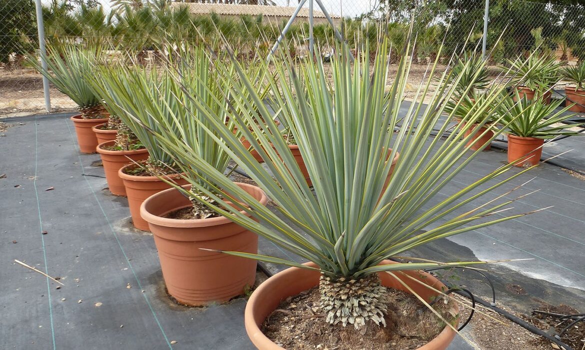 Est-ce que le yucca fleuri ?