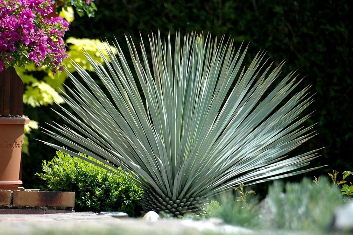 Est-ce que le yucca fleuri ?