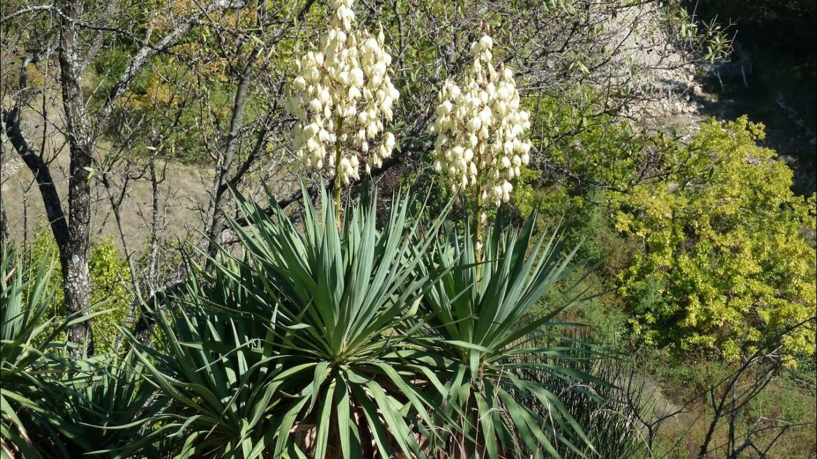 Est-ce que le yucca pousse vite ?