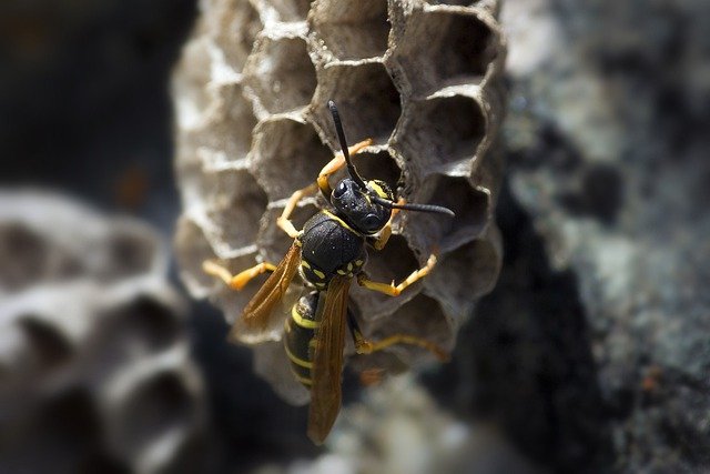 Does bleach kill wasps? - Housekeeping Magazine: Decoration Ideas