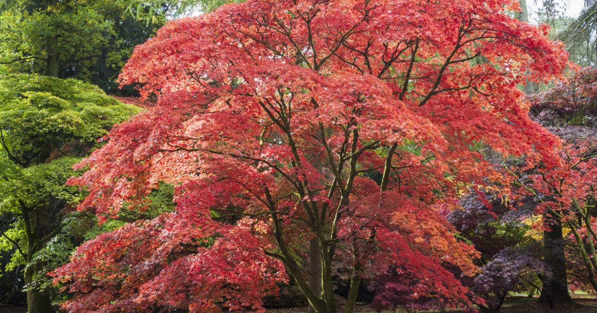Est-ce que l'érable du Japon craint le gel ?