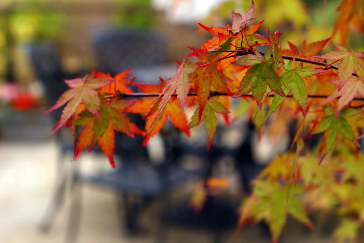 Est-ce que l'érable du Japon craint le gel ?