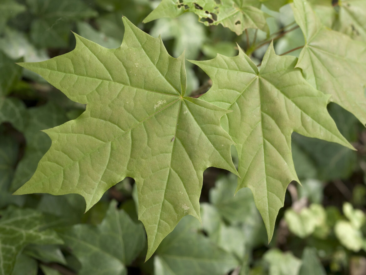 Est-ce que l'érable pousse vite ?