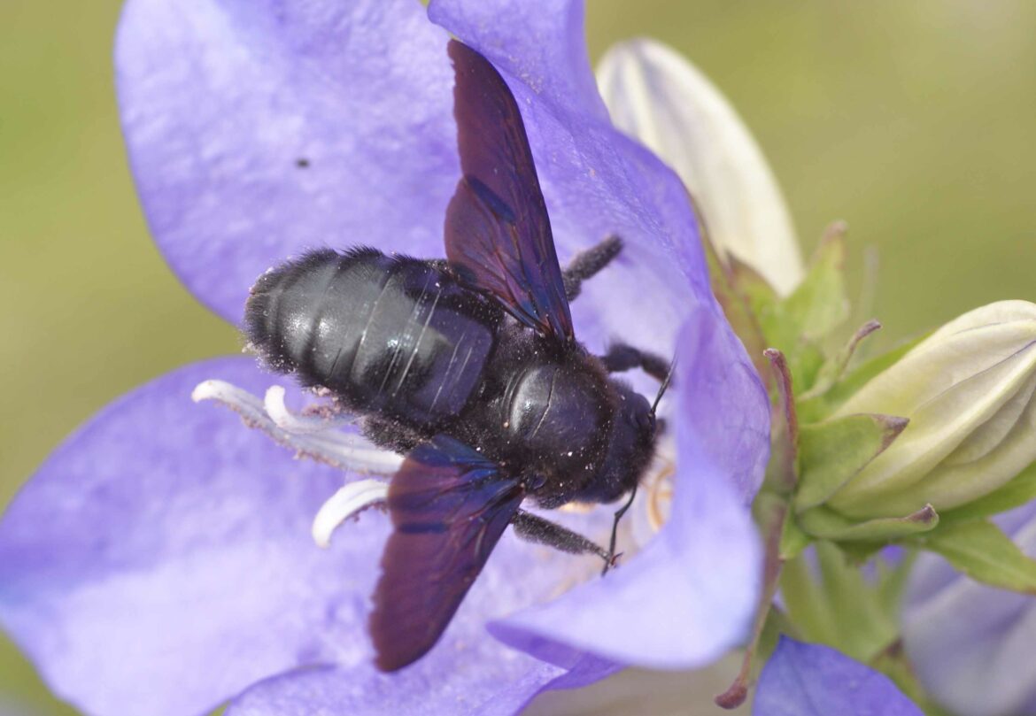 Est-ce que les abeilles charpentières sont dangereuses ?