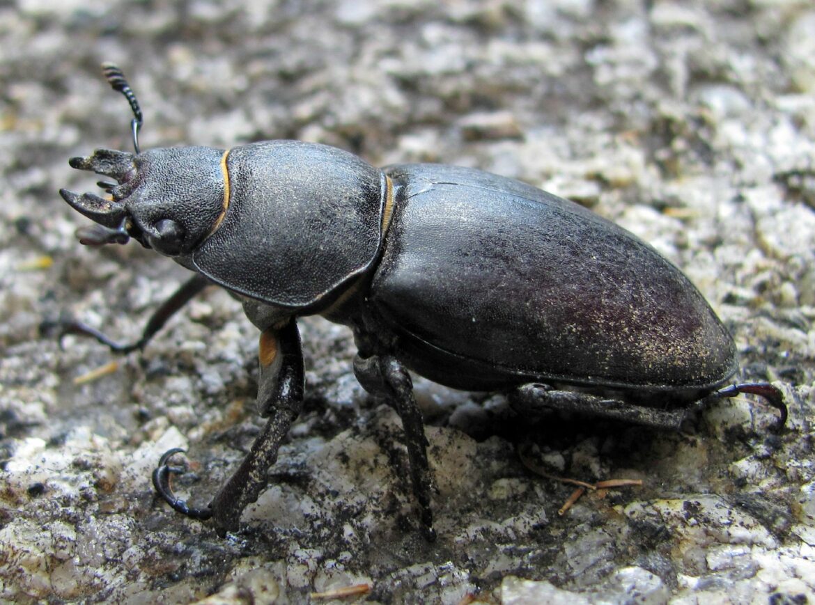 Est-ce que les abeilles charpentières sont dangereuses ?