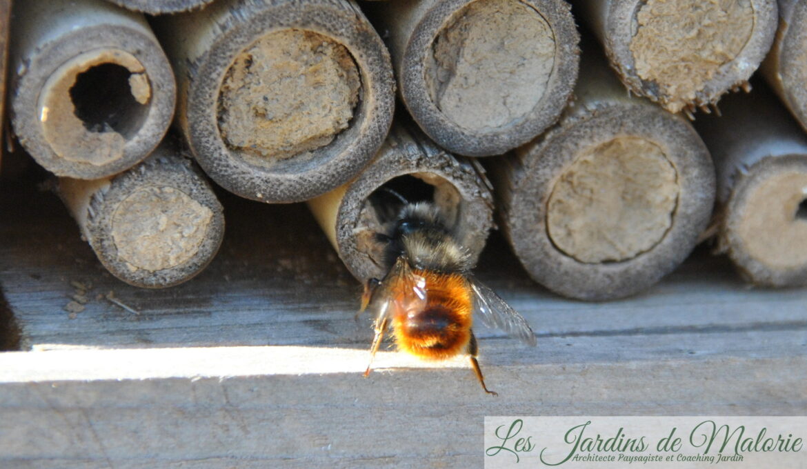 Est-ce que les abeilles solitaires font du miel ?