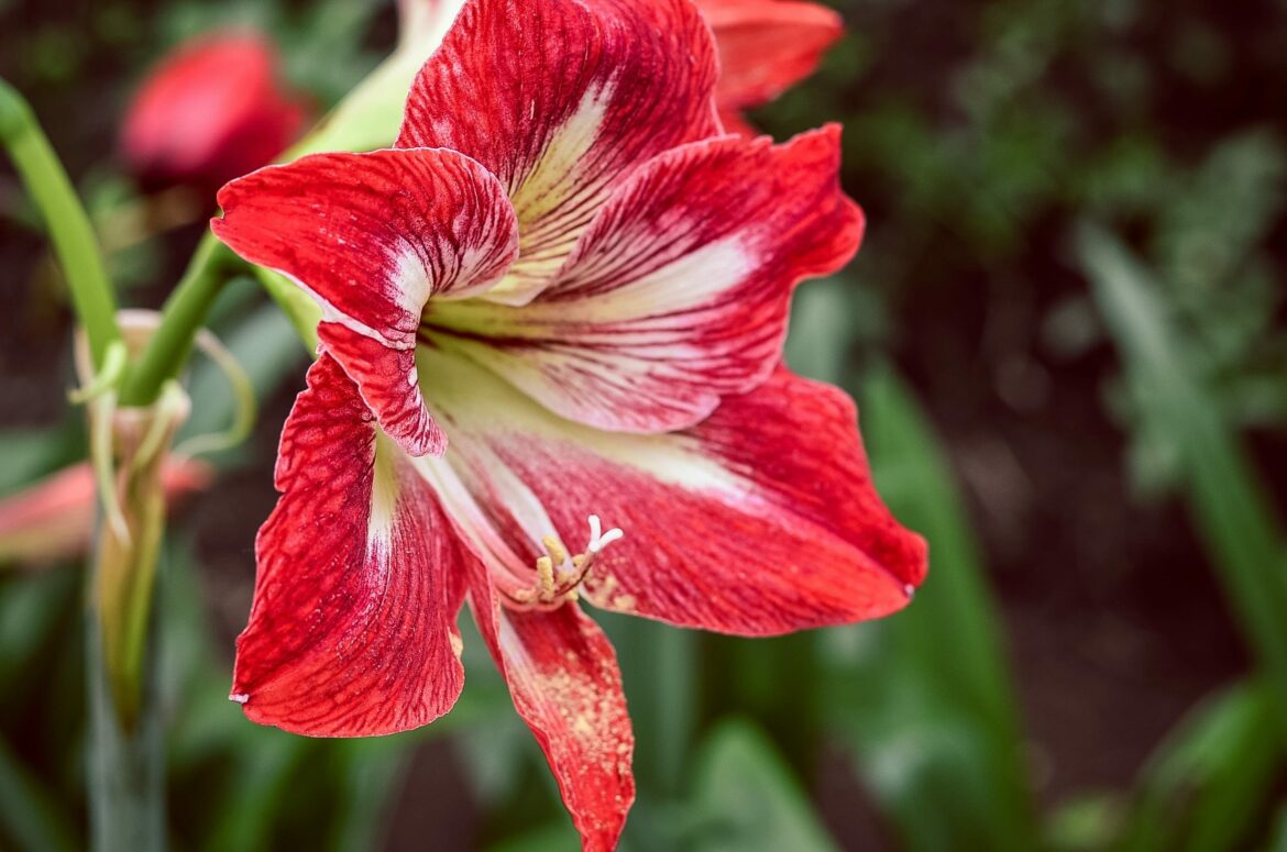 Est-ce que les amaryllis repoussent ?