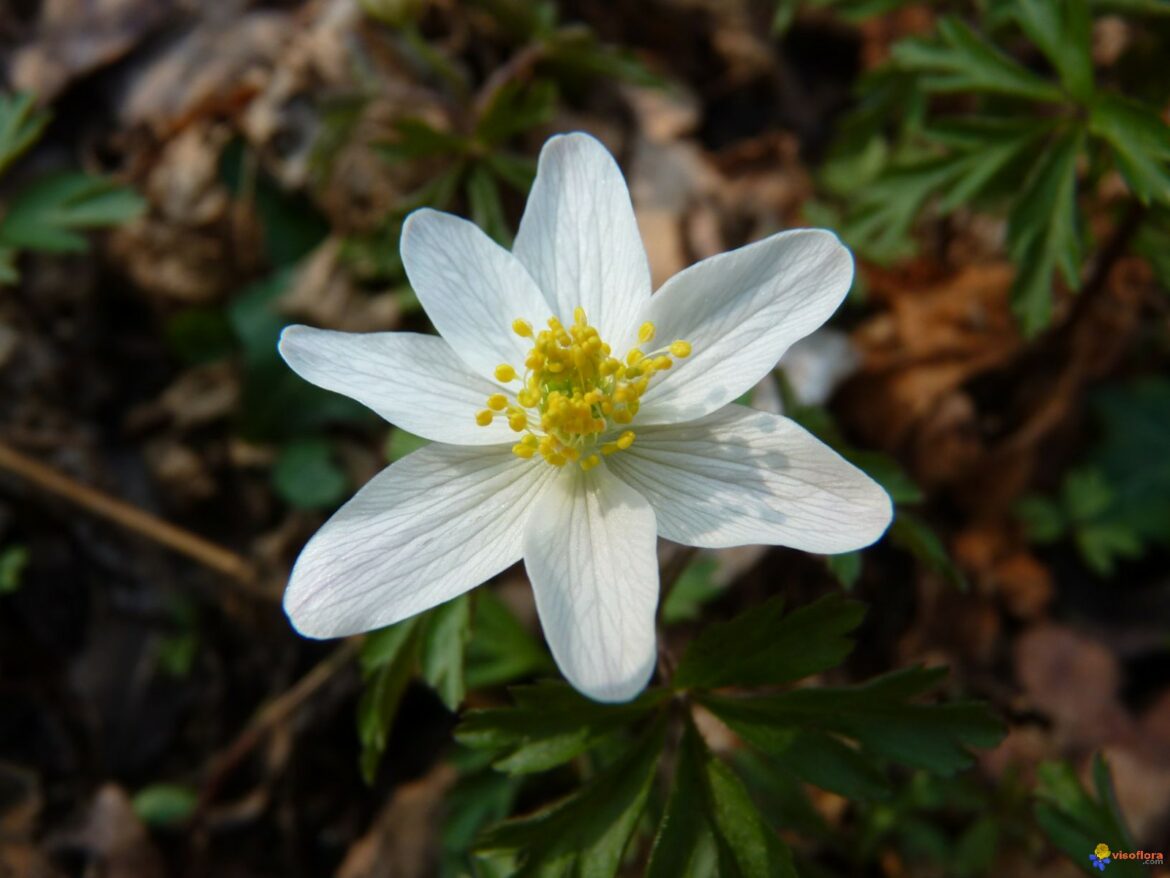 Est-ce que les anémones sont vivaces ?