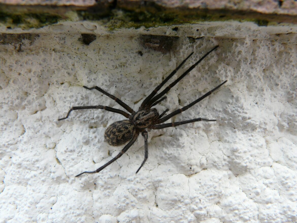 Est-ce que les araignées vont dans les lits ?