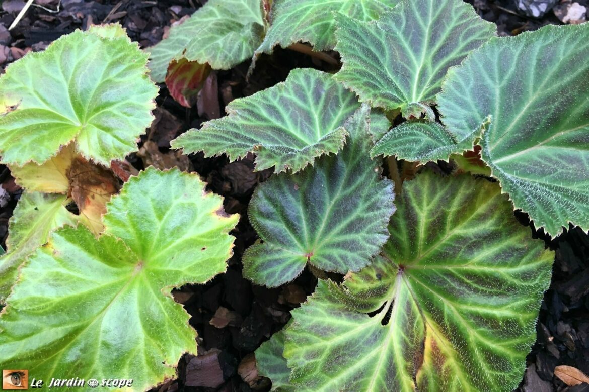 Est-ce que les bégonias repoussent ?