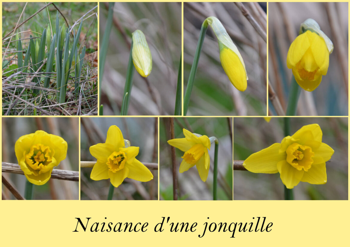 Est-ce que les bulbes repoussent ?