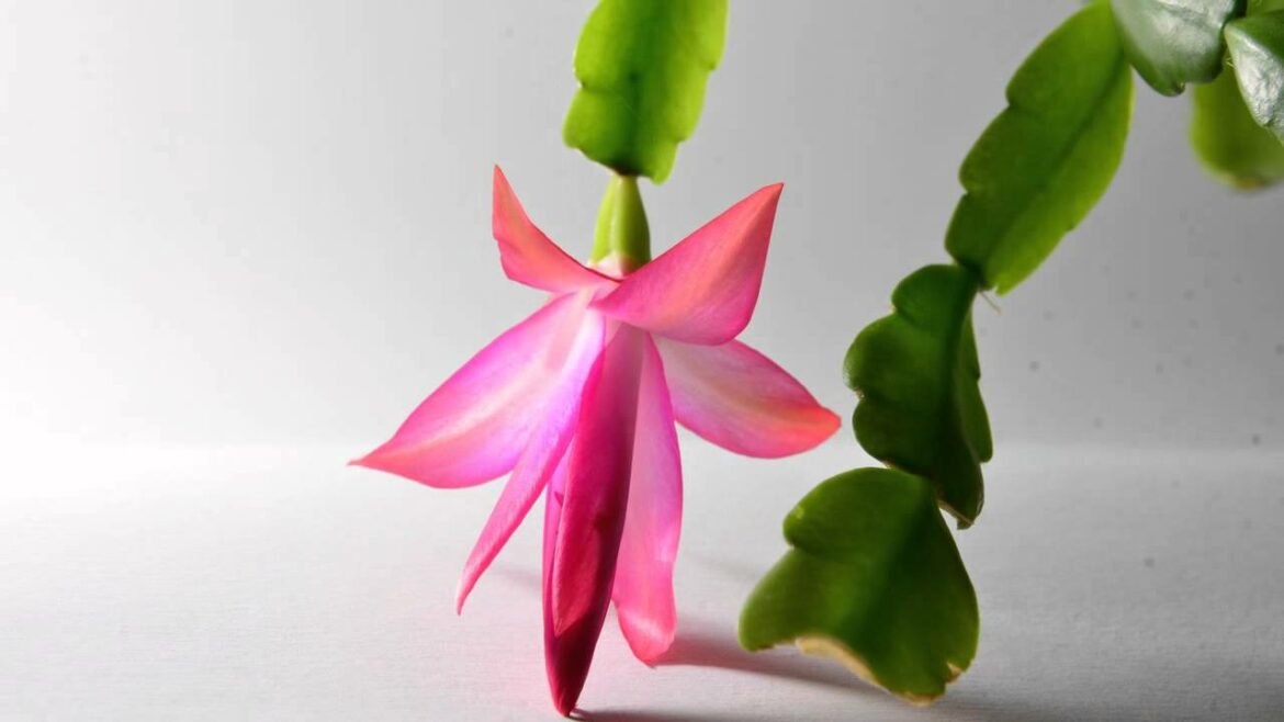 Est-ce que les cactus craignent le froid ?