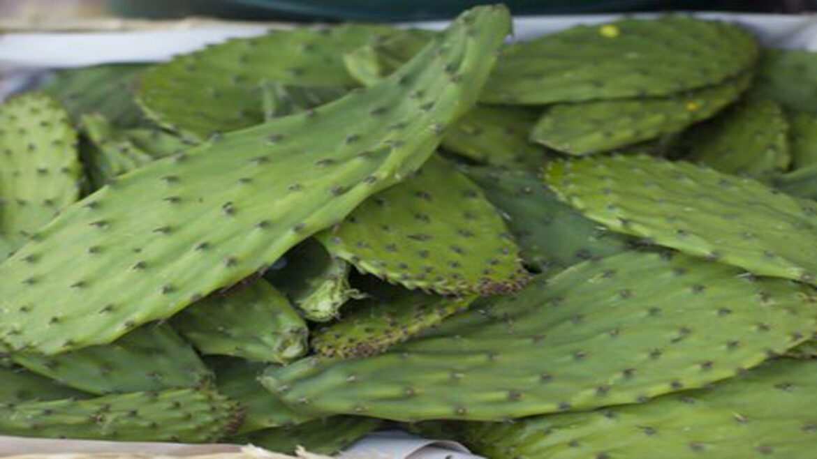 Est-ce que les cactus ont des feuilles ?