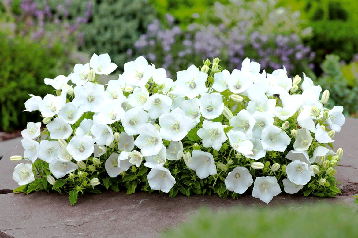 Est-ce que les campanules gel l'hiver ?