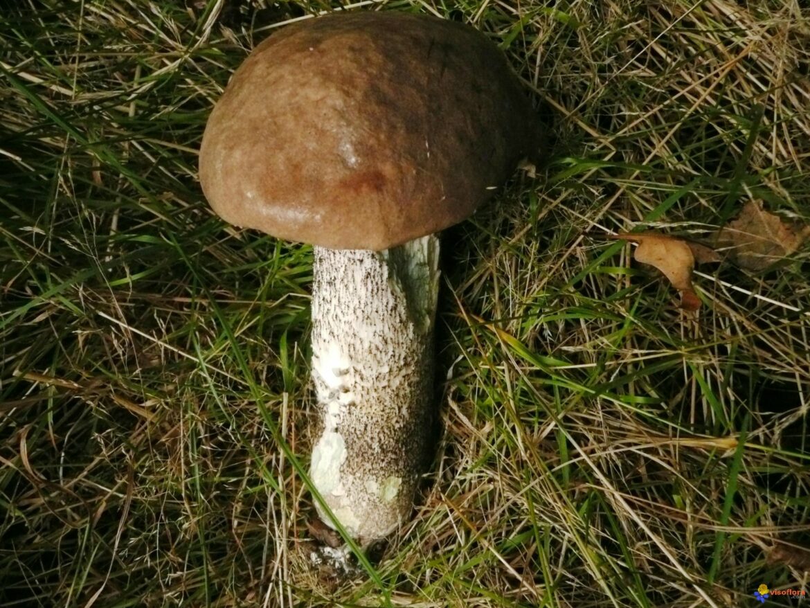 Est-ce que les cèpes de bouleau sont comestibles ?