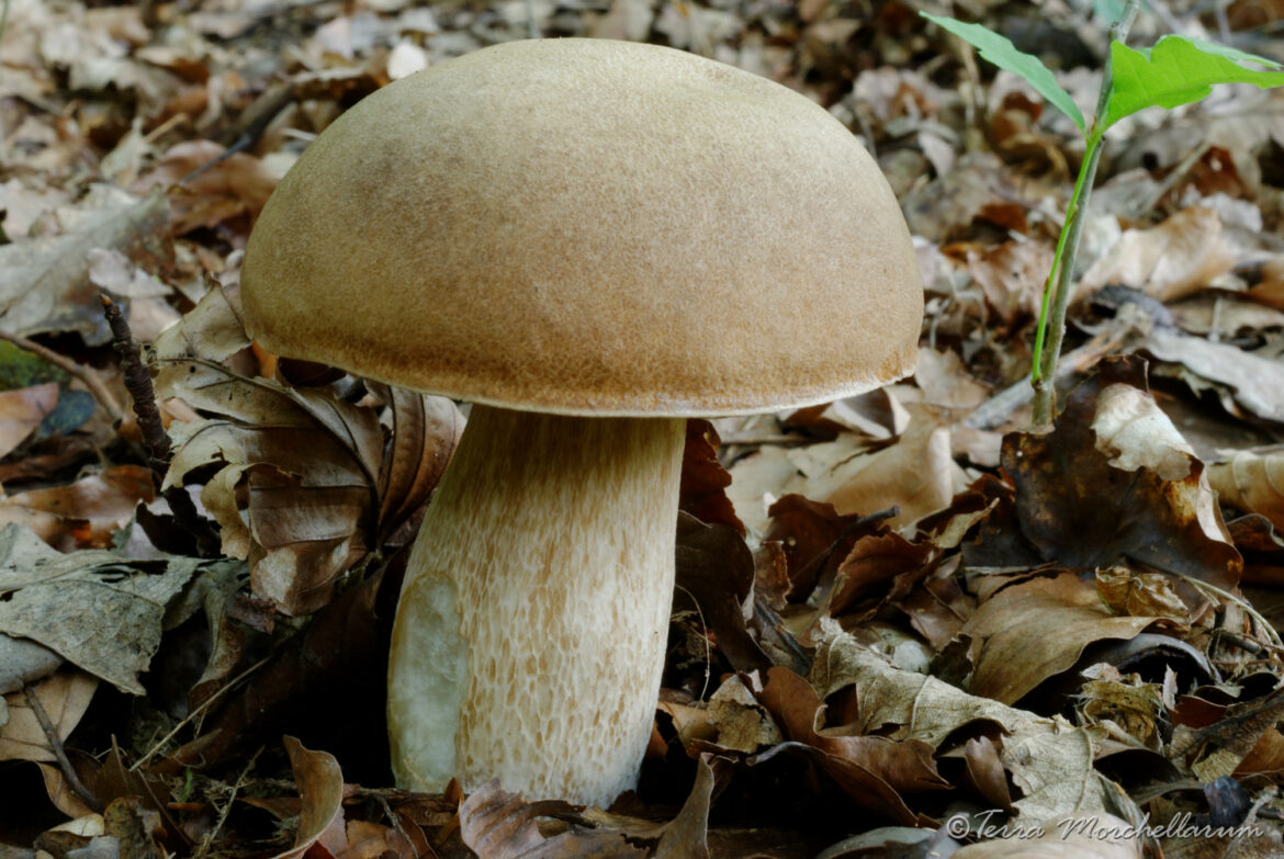 Est-ce que les champignons poussent en une nuit ?