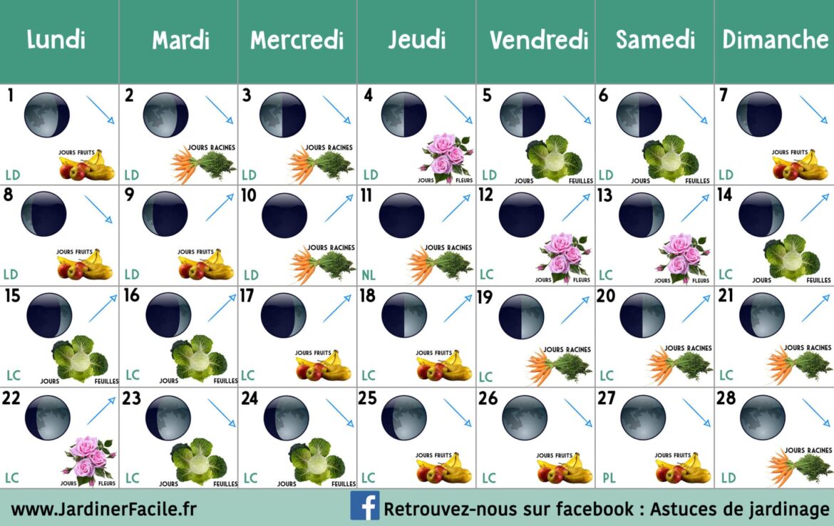 Est-ce que les champignons poussent en une nuit ?