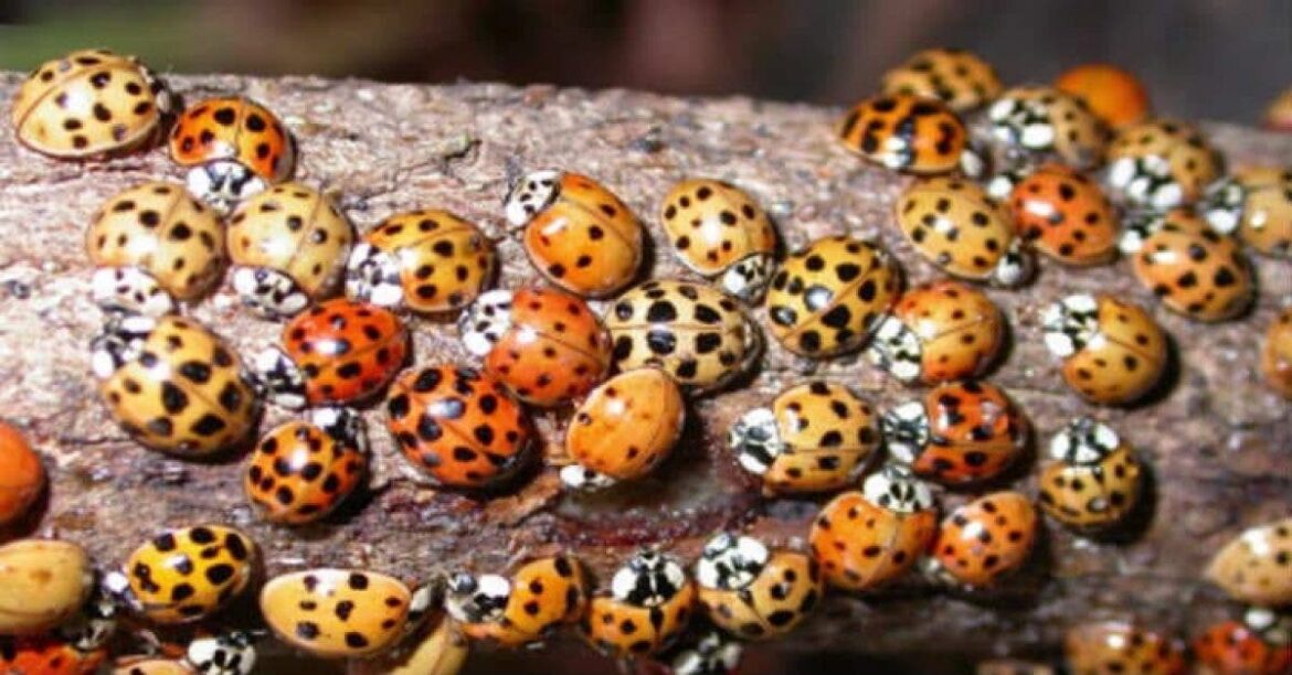 Est-ce que les coccinelles noires mordent ?