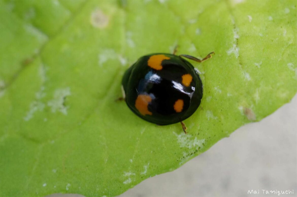 Est-ce que les coccinelles sont des porte-bonheur ?