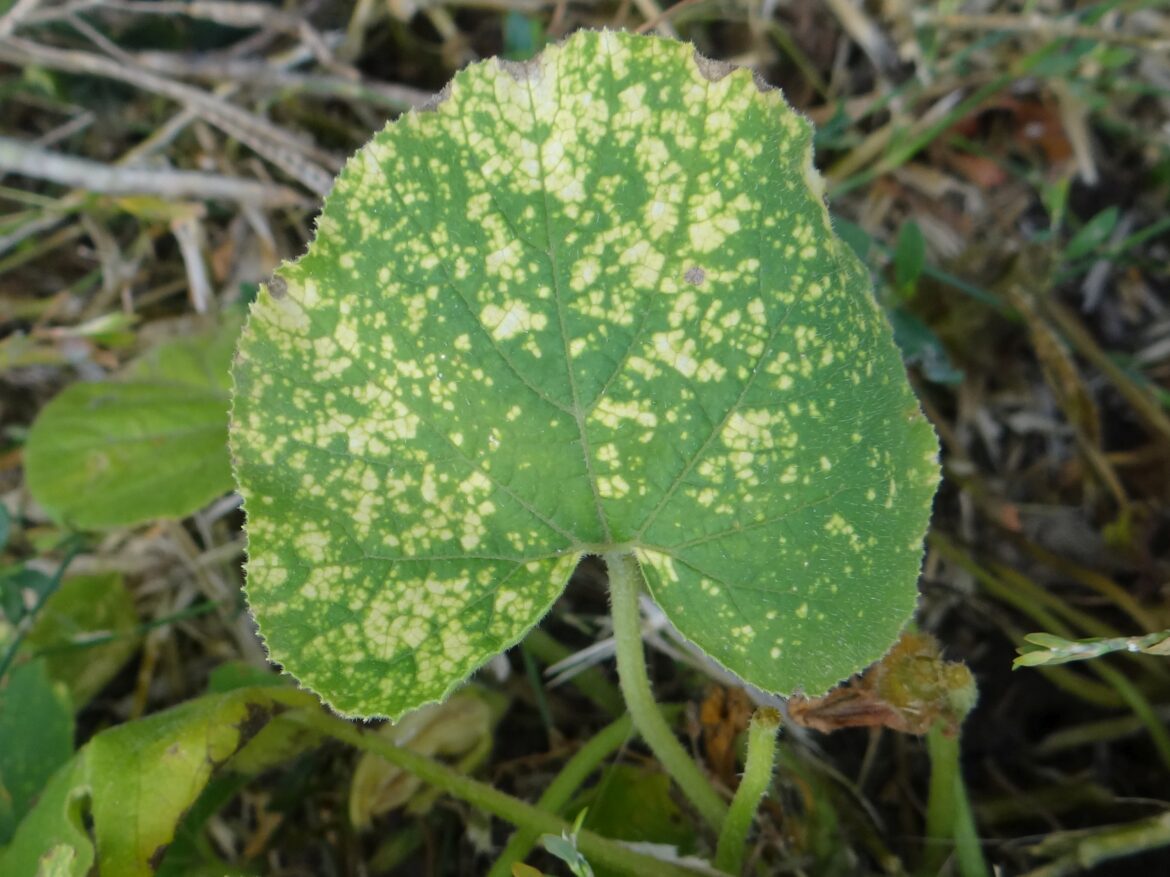 Est-ce que les feuilles de concombre sont comestibles ?