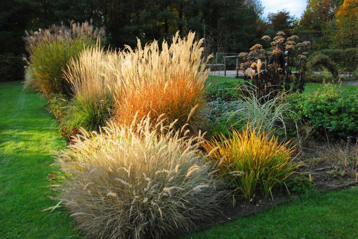 Est-ce que les graminées poussent vite ?