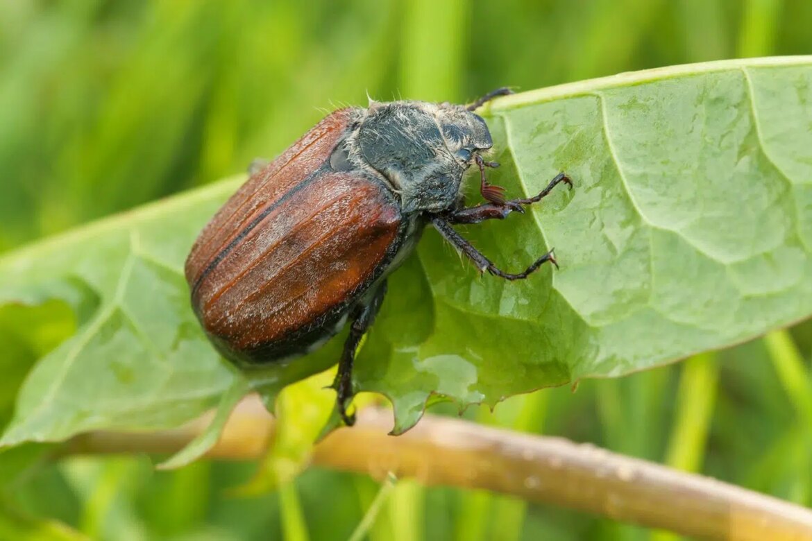 Est-ce que les hannetons sont dangereux ?