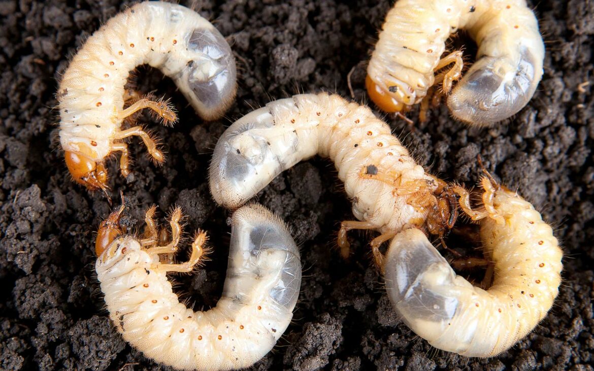 Est-ce que les hannetons sont dangereux ?