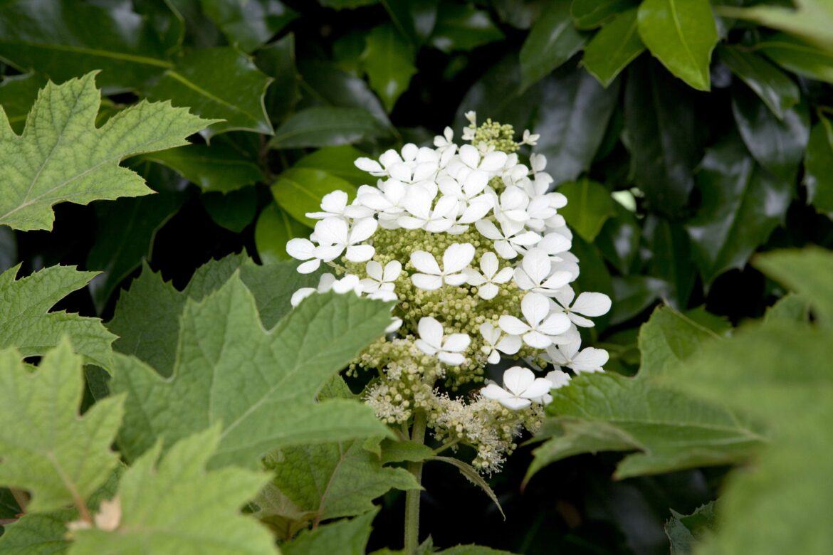 Est-ce que les hortensias perdent leurs feuilles en hiver ?