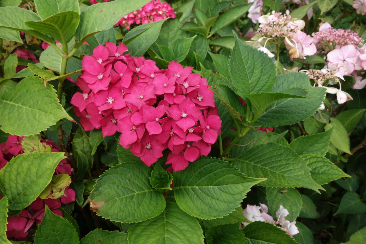 Est-ce que les hortensias perdent leurs feuilles en hiver ?