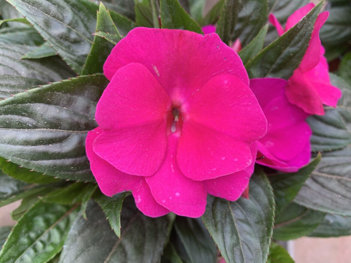 Est-ce que les impatients repoussent ?