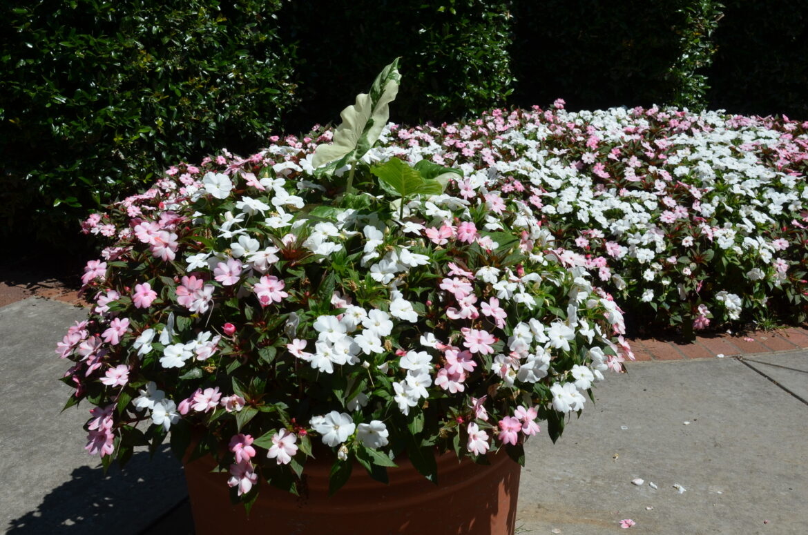 Est-ce que les impatients repoussent ?