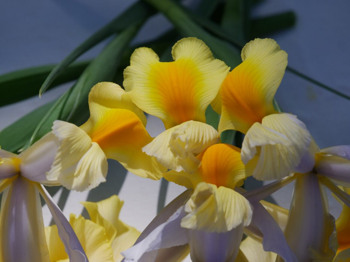 Est-ce que les iris fleurissent tous les ans ?