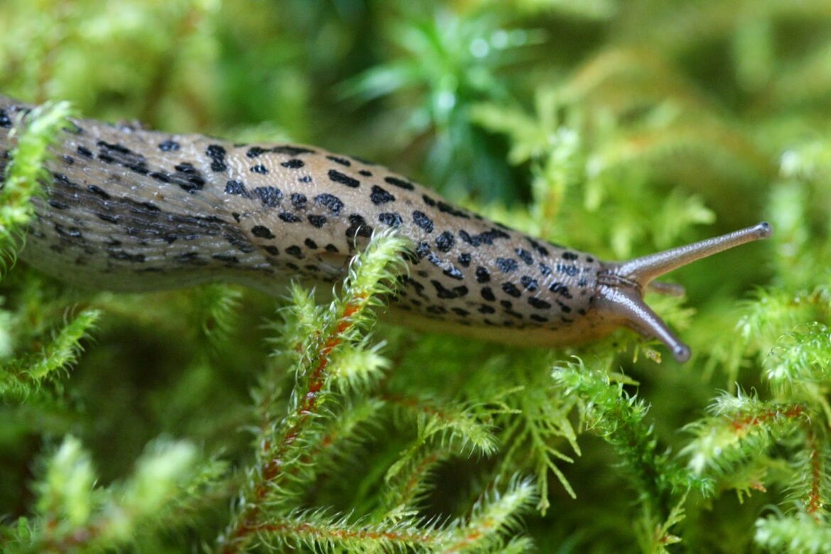 Est-ce que les limaces transmettent des maladies ?