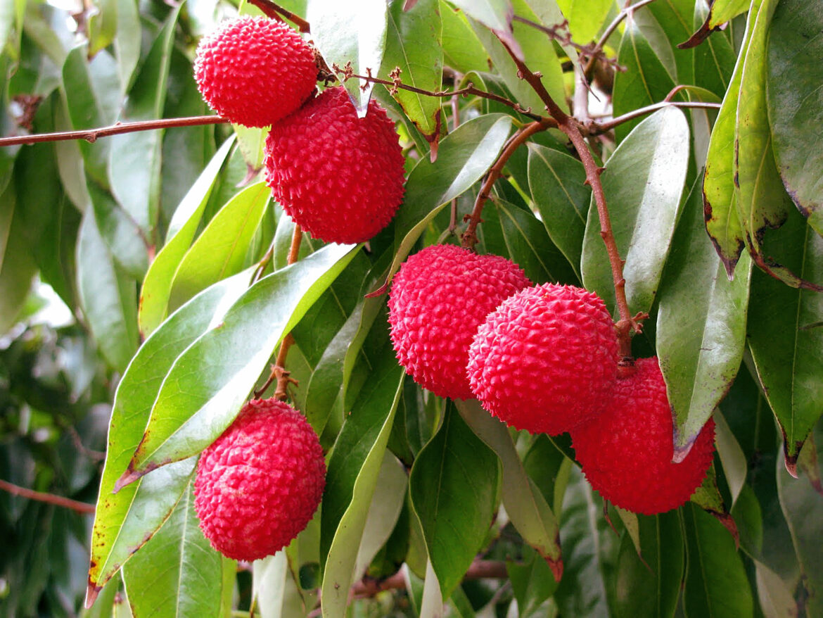 Est-ce que les litchis peuvent pousser en France ?