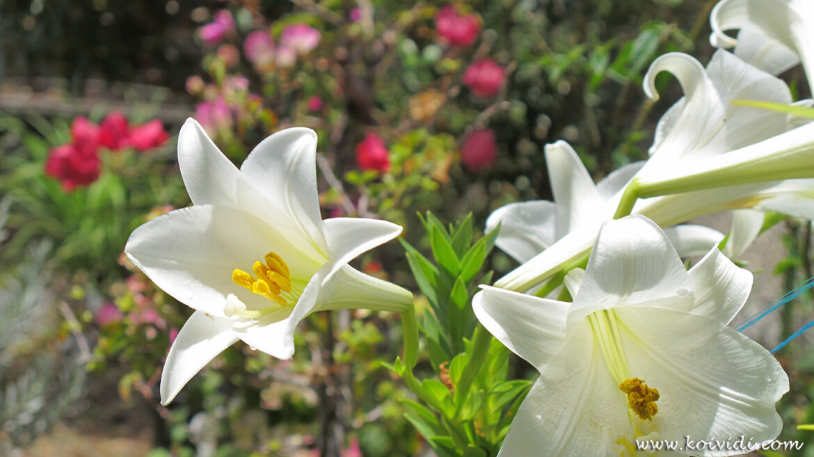Est-ce que les lys fleurissent plusieurs fois ?