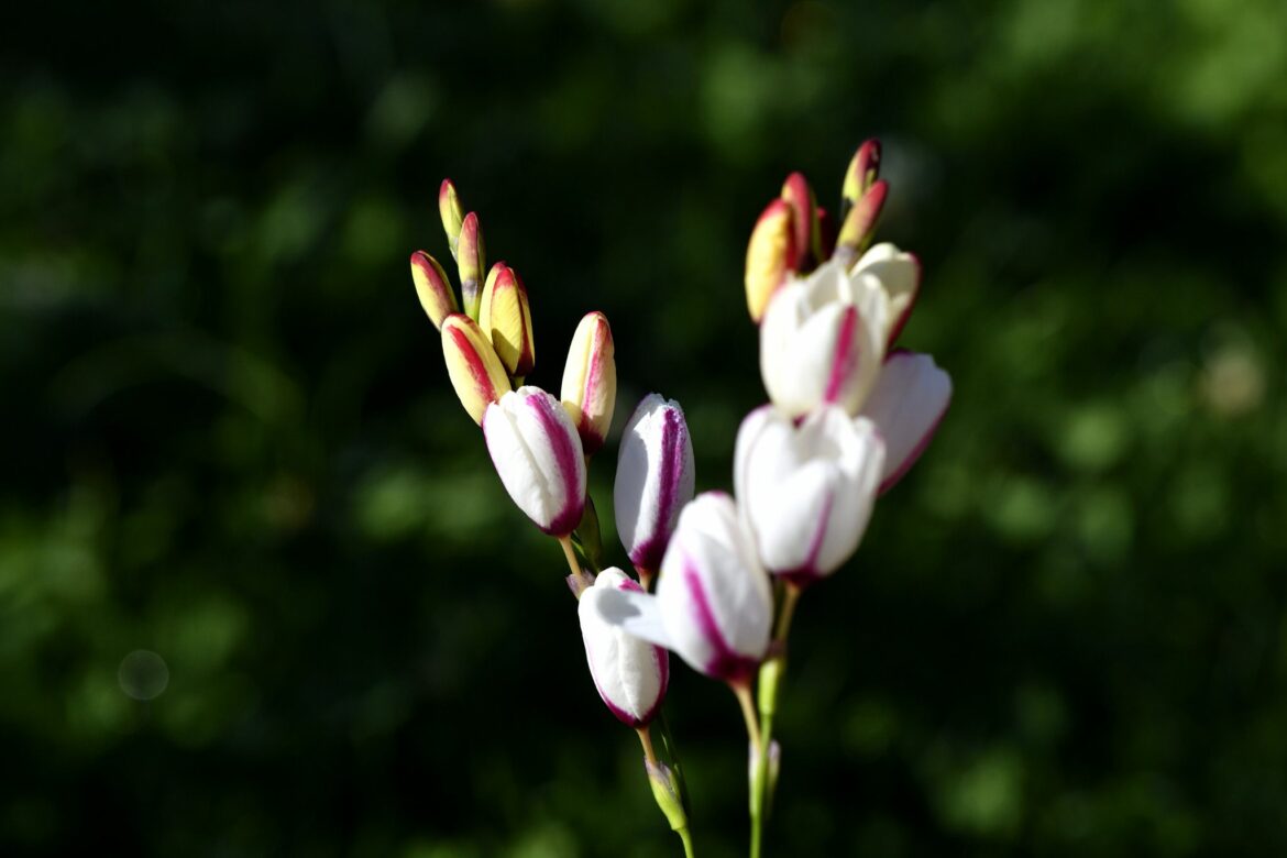 Est-ce que les lys se multiplient ?