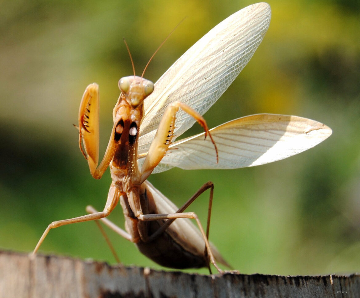 Est-ce que les mantes religieuses piquent ?