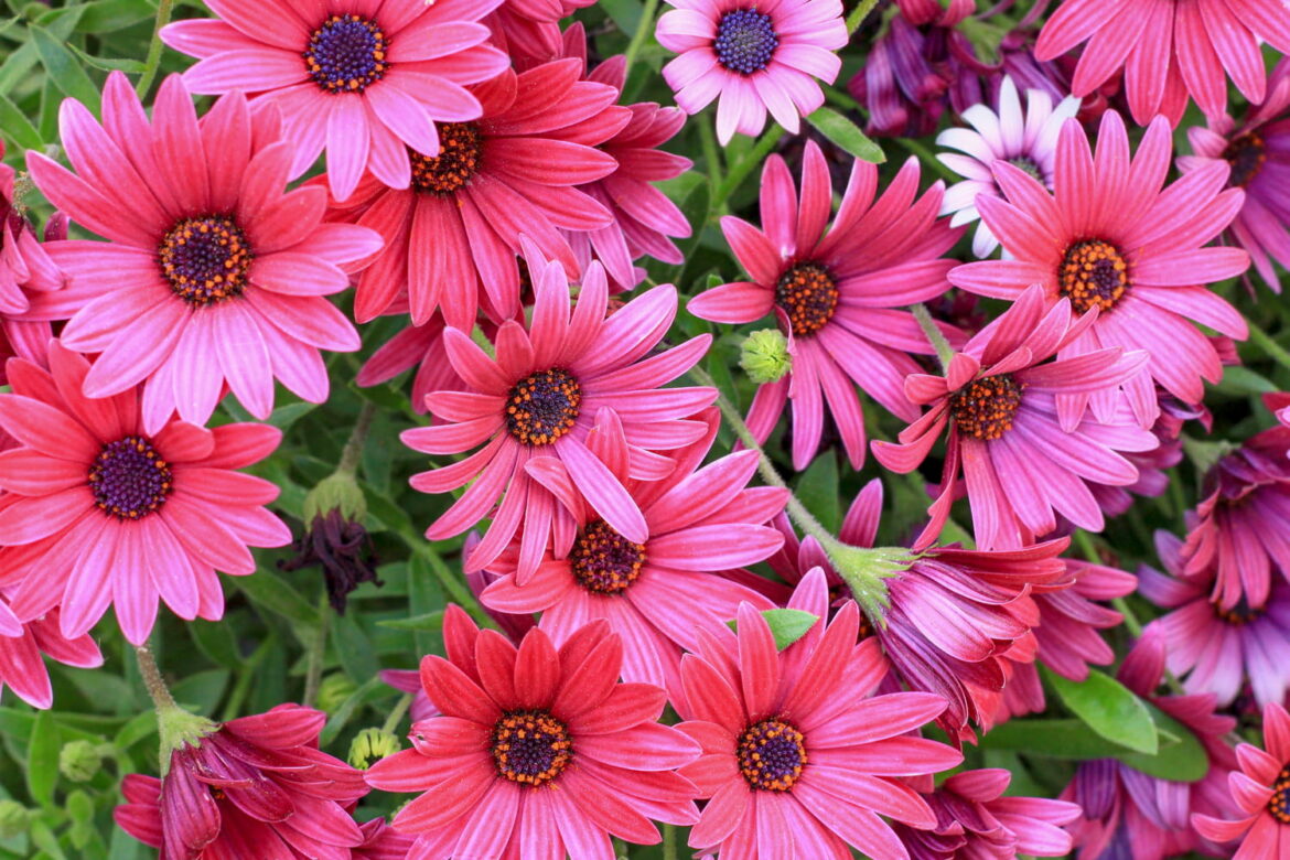 Est-ce que les marguerites repoussent ?