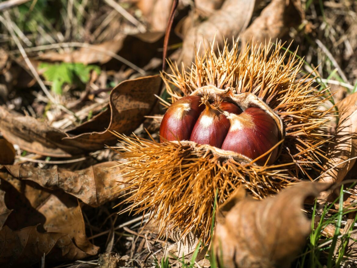 Est-ce que les marrons glacés sont des châtaignes ?