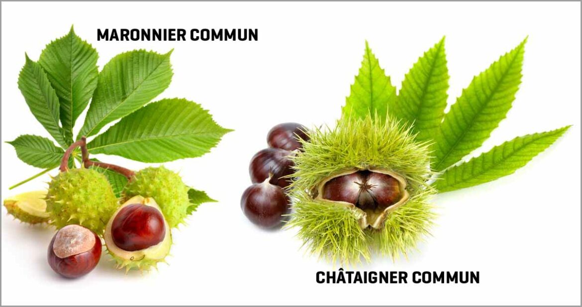 Est-ce que les marrons glacés sont des châtaignes ?