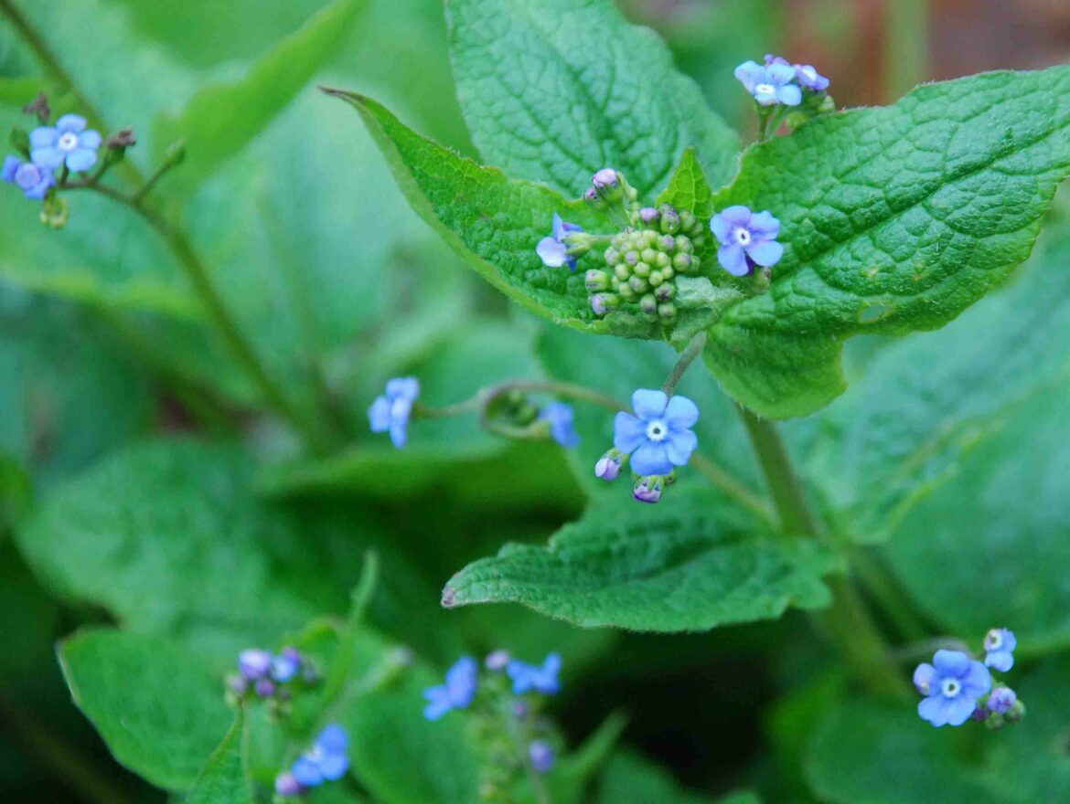 Est-ce que les myosotis repoussent ?