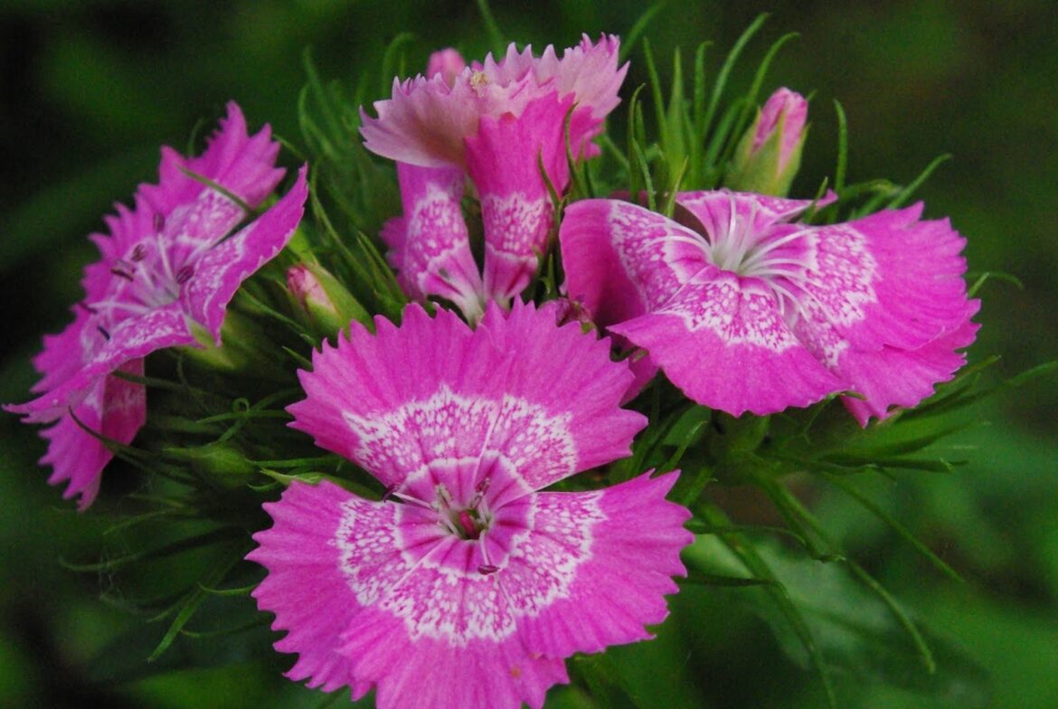 Est-ce que les œillets craignent le froid ?