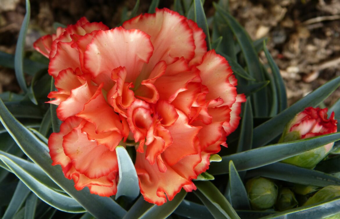 Est-ce que les œillets fleurissent toute l'année ?