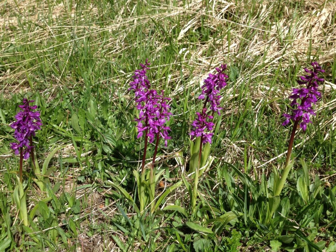 Est-ce que les orchidées supportent le froid ?