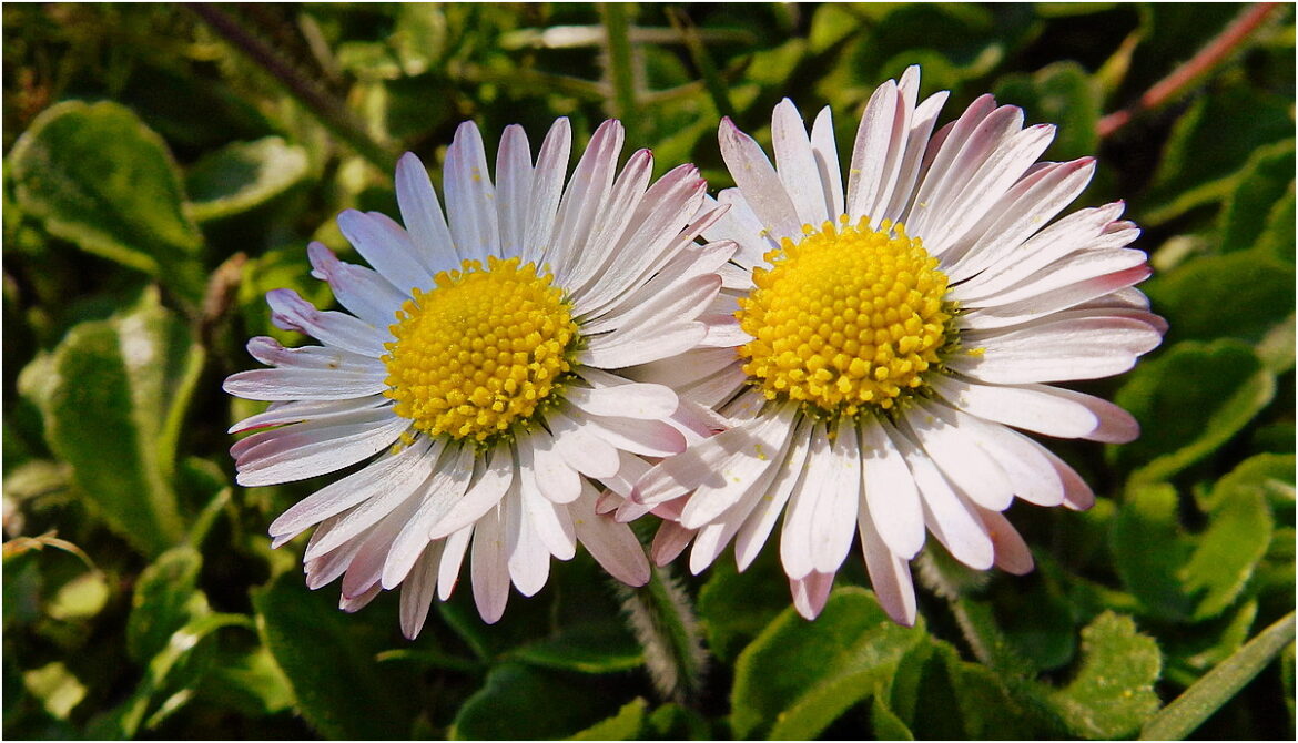 Est-ce que les pâquerettes repoussent ?