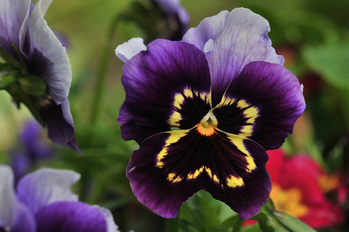 Est-ce que les pensées repoussent ?