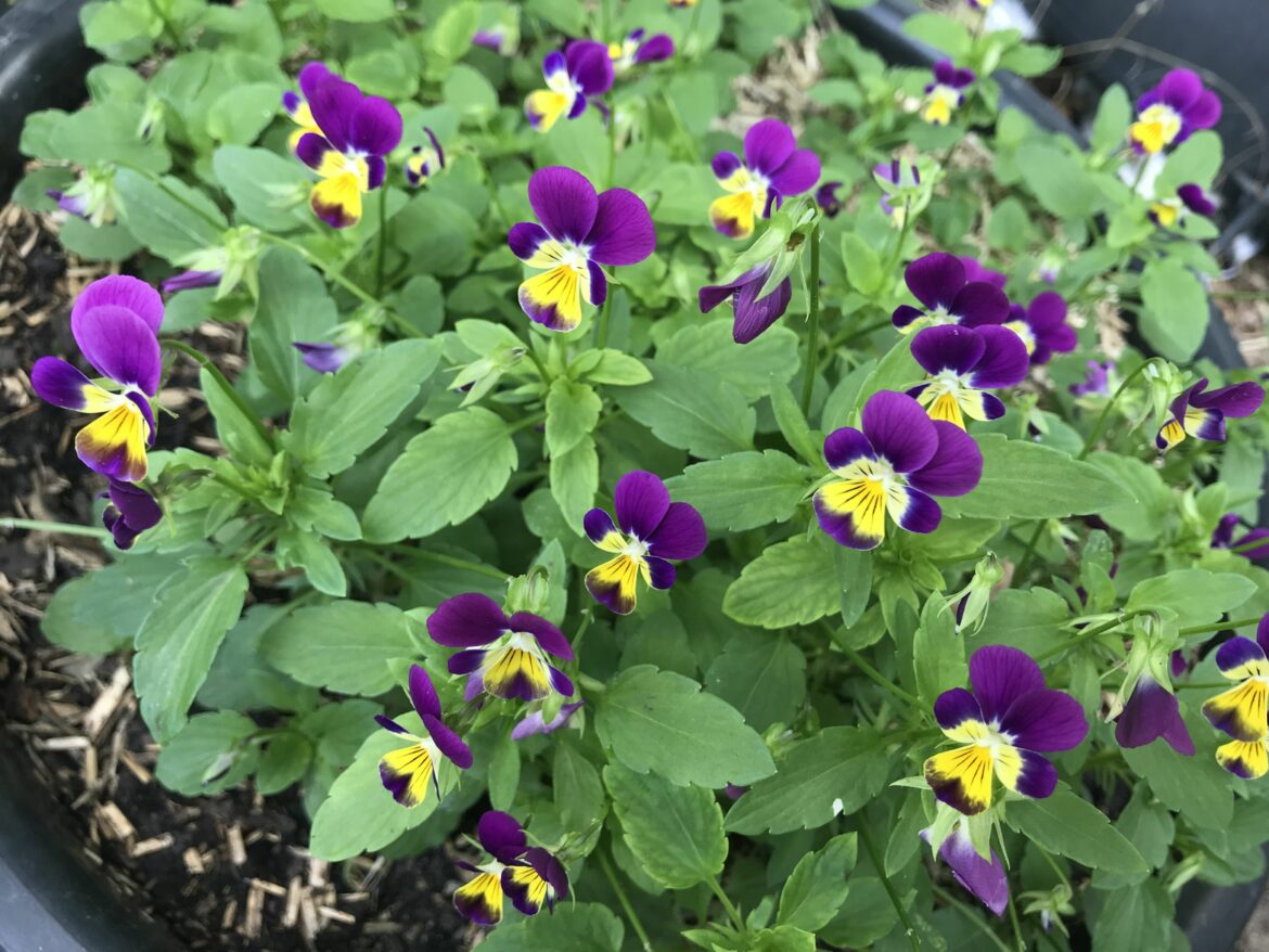 Est-ce que les pensées résistent au froid ?